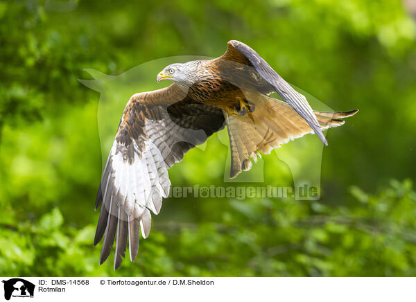 Rotmilan / red kite / DMS-14568