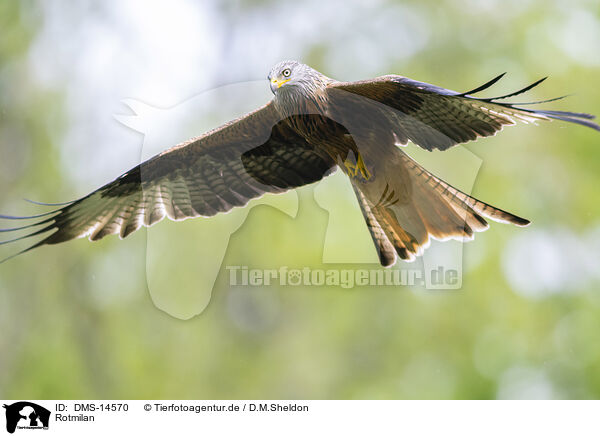 Rotmilan / red kite / DMS-14570