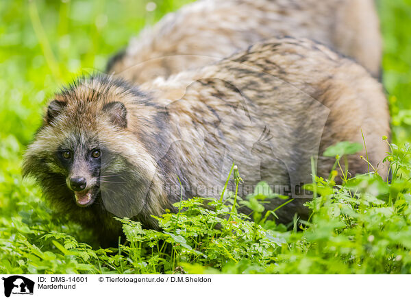 Marderhund / raccoon dog / DMS-14601