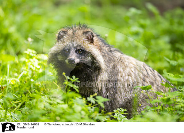 Marderhund / DMS-14602