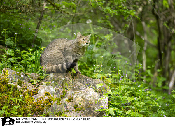Europische Wildkatze / european wildcat / DMS-14629