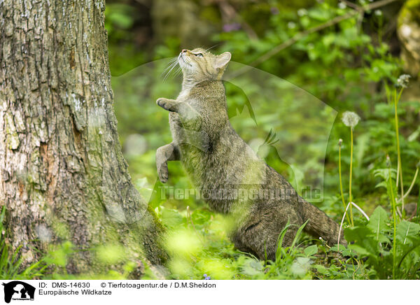 Europische Wildkatze / european wildcat / DMS-14630