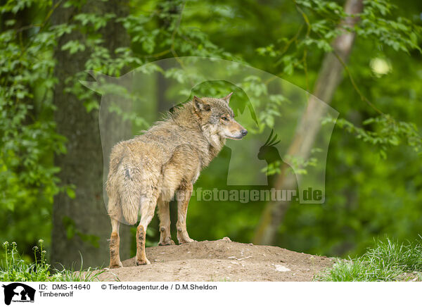 Timberwolf / deer wolf / DMS-14640