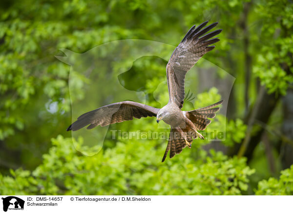 Schwarzmilan / black kite / DMS-14657