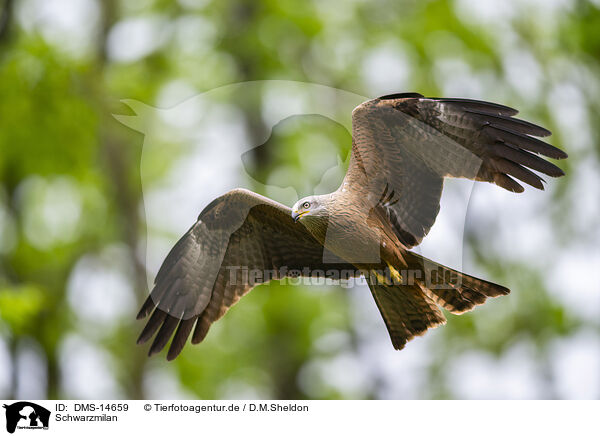 Schwarzmilan / black kite / DMS-14659