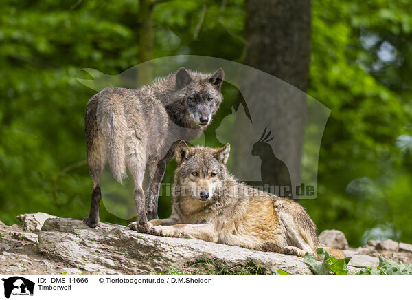 Timberwolf / deer wolf / DMS-14666