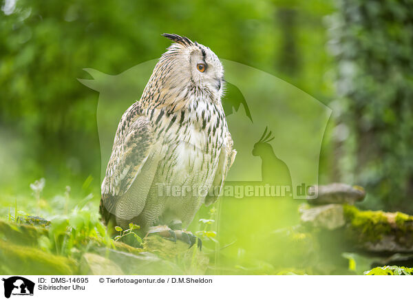 Sibirischer Uhu / Siberian Eagle Owl / DMS-14695