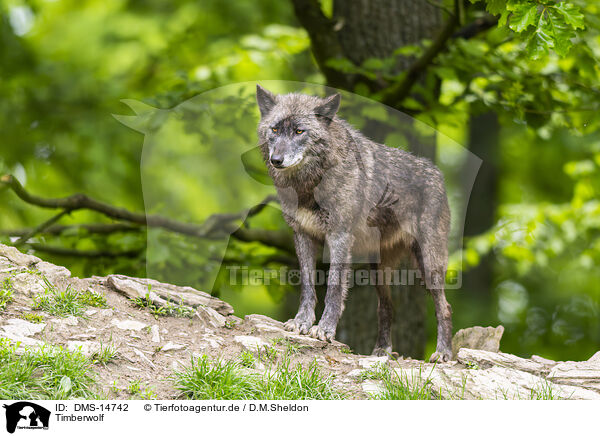 Timberwolf / deer wolf / DMS-14742