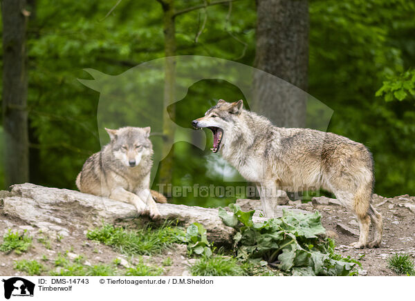 Timberwolf / deer wolf / DMS-14743