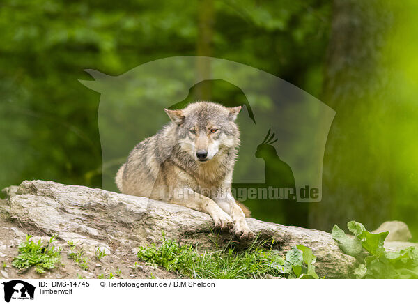 Timberwolf / deer wolf / DMS-14745