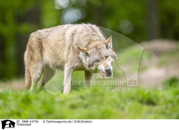 Timberwolf / deer wolf / DMS-14749