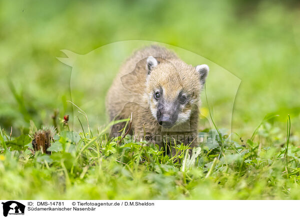 Sdamerikanischer Nasenbr / South American coati / DMS-14781