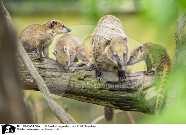Sdamerikanischer Nasenbr / South American coati / DMS-14784