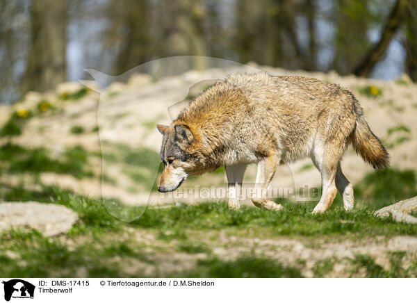Timberwolf / DMS-17415