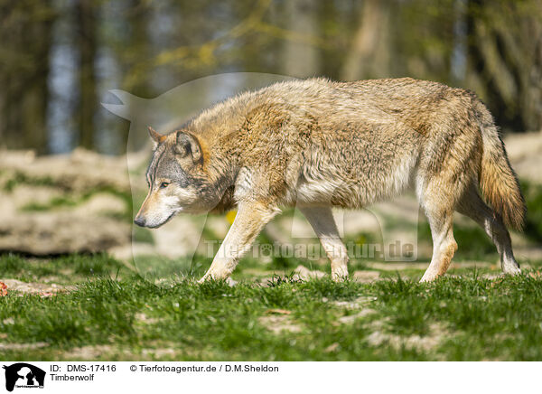 Timberwolf / DMS-17416