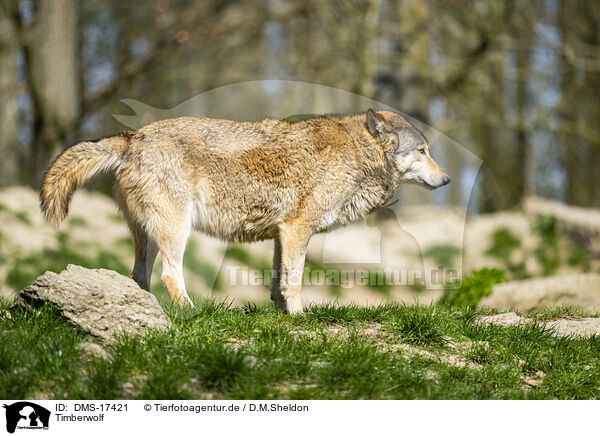 Timberwolf / DMS-17421