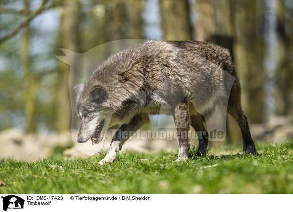 Timberwolf / DMS-17423