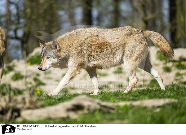 Timberwolf / DMS-17431