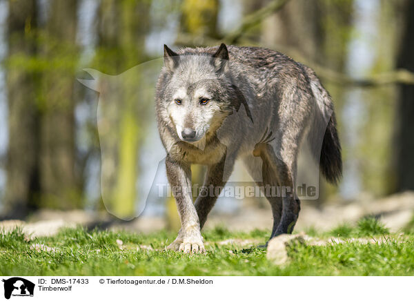 Timberwolf / DMS-17433