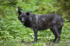 stehender Timberwolf