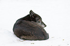 liegender Timberwolf