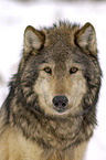 Timberwolf