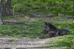 Timberwolf