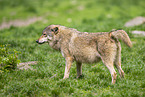 Timberwolf