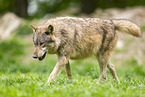 Timberwolf