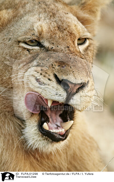 Transvaal-Lwe / Transvaal lion / FLPA-01298