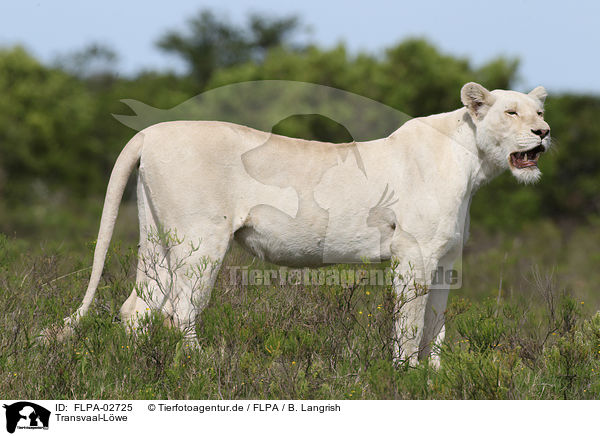 Transvaal-Lwe / FLPA-02725