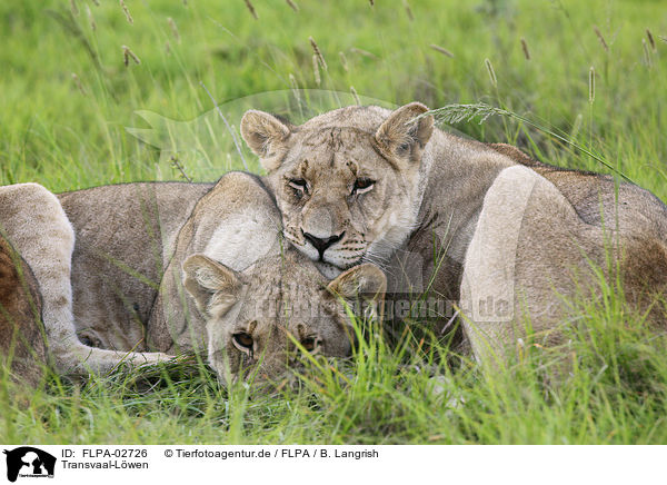 Transvaal-Lwen / FLPA-02726