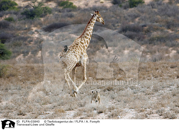Transvaal-Lwe und Giraffe / FLPA-03840