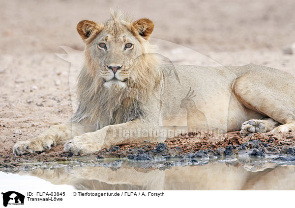 Transvaal-L�we / Transvaal lion / FLPA-03845
