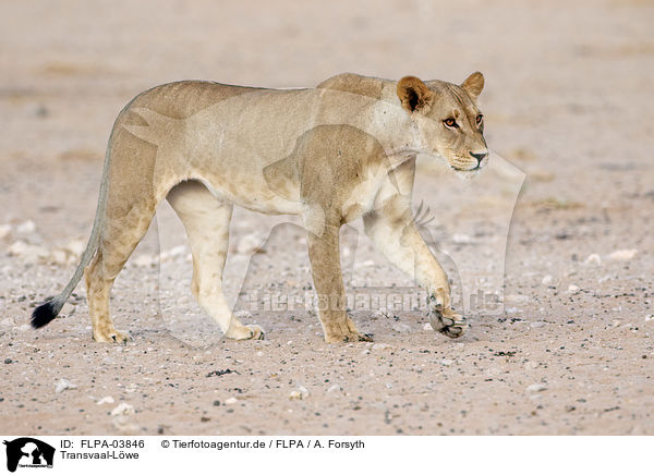 Transvaal-Lwe / Transvaal lion / FLPA-03846