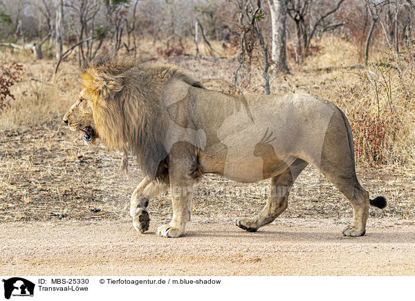Transvaal-Lwe / Transvaal Lion / MBS-25330