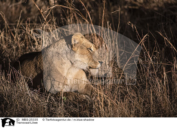 Transvaal-Lwe / Transvaal Lion / MBS-25335