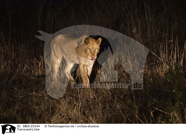 Transvaal-Lwe / Transvaal Lion / MBS-25344