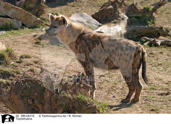 Tpfelhyne / hyena / RR-04016