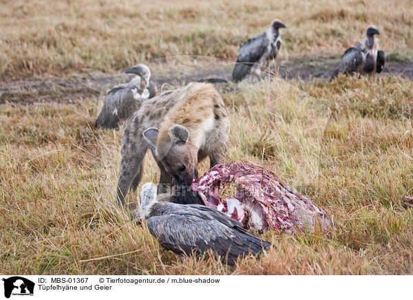 Tpfelhyne und Geier / spotted hyena and vultures / MBS-01367