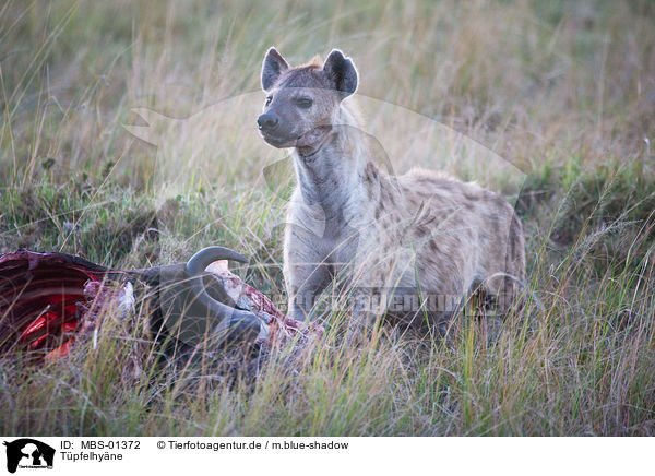 Tpfelhyne / spotted hyena / MBS-01372