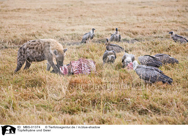 Tpfelhyne und Geier / spotted hyena and vultures / MBS-01374