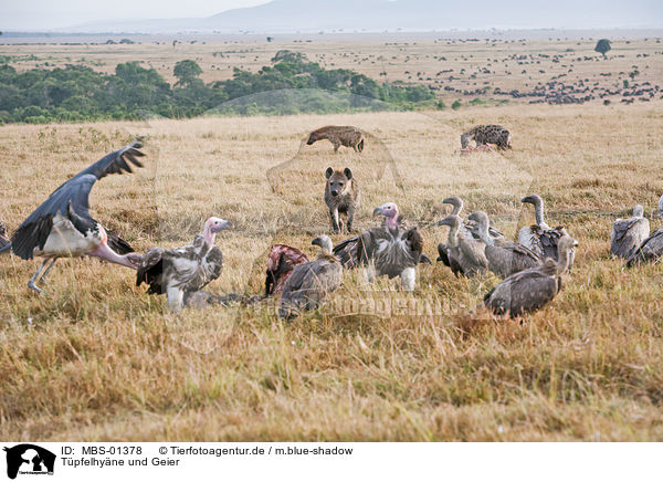 Tpfelhyne und Geier / spotted hyena and vultures / MBS-01378