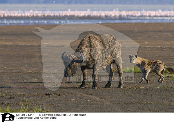 Tpfelhyne und Kaffernbffel / spotted hyena and cape buffalo / JR-01244