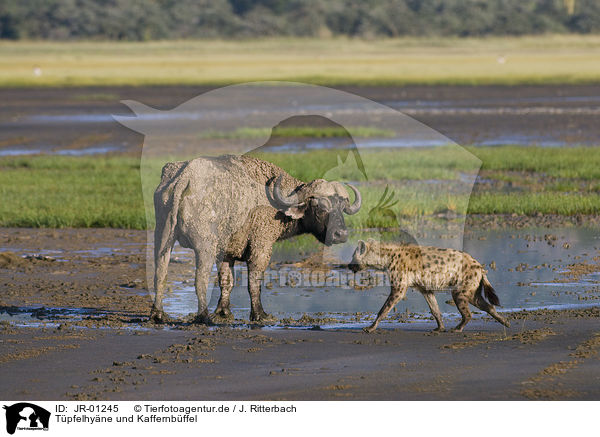 Tpfelhyne und Kaffernbffel / spotted hyena and cape buffalo / JR-01245