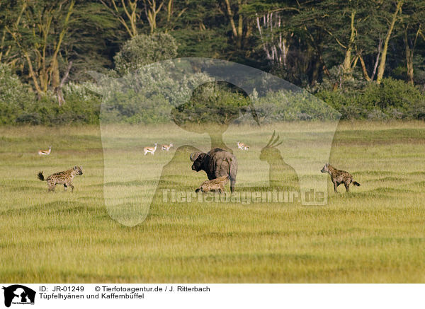 Tpfelhynen und Kaffernbffel / spotted hyenas and cape buffalo / JR-01249