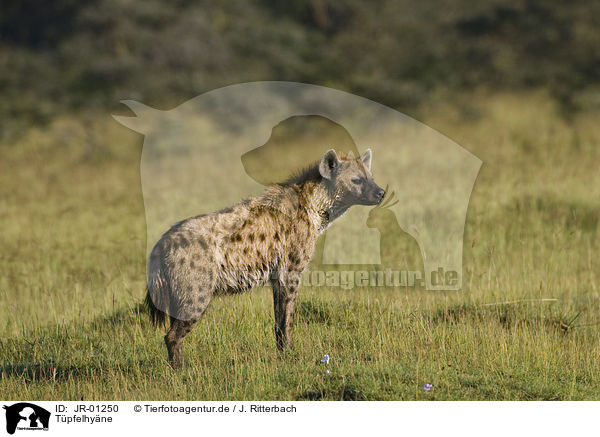 Tpfelhyne / spotted hyena / JR-01250
