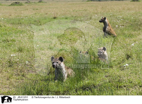 Tpfelhynen / spotted hyenas / JR-01251