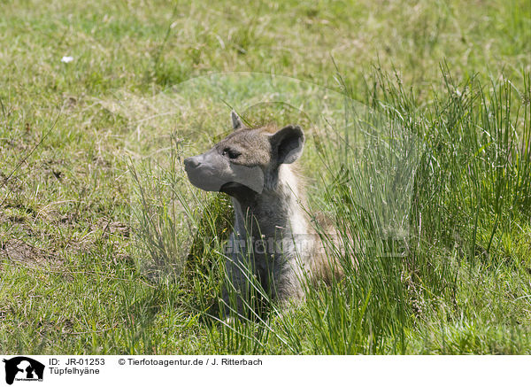 Tpfelhyne / spotted hyena / JR-01253