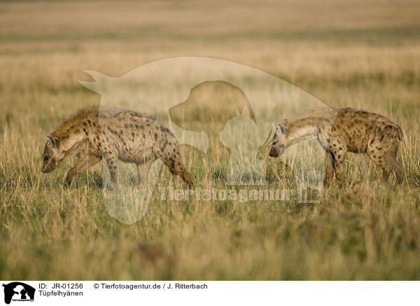 Tpfelhynen / spotted hyenas / JR-01256